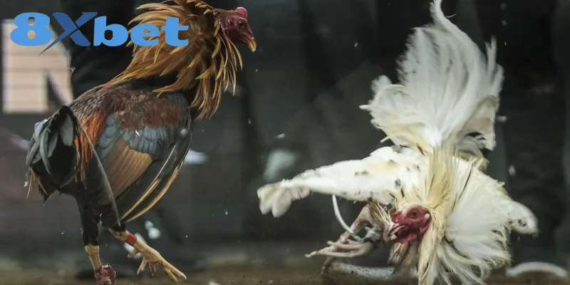 Bật mí kinh nghiệm xem đá gà trực tuyến hiệu quả