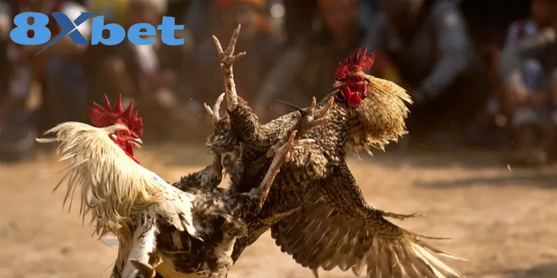 Đá gà cựa sắt mang đến giây phút giải trí kịch tính