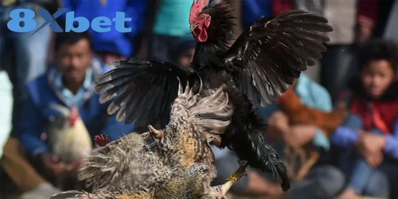 Đá gà Thomo là hình thức nổi tiếng ở Campuchia