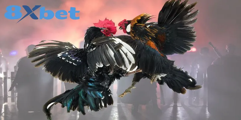 So sánh chi tiết đá gà Thomo và đá gà cựa sắt